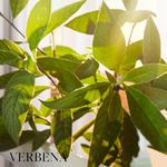 Spa-Collection-Jabon-para-Manos-Verbena